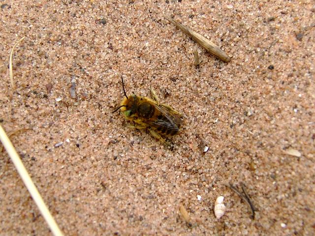 Megachile leachella Silvery Leaf Cutter Bee Bees Hymenoptera Images